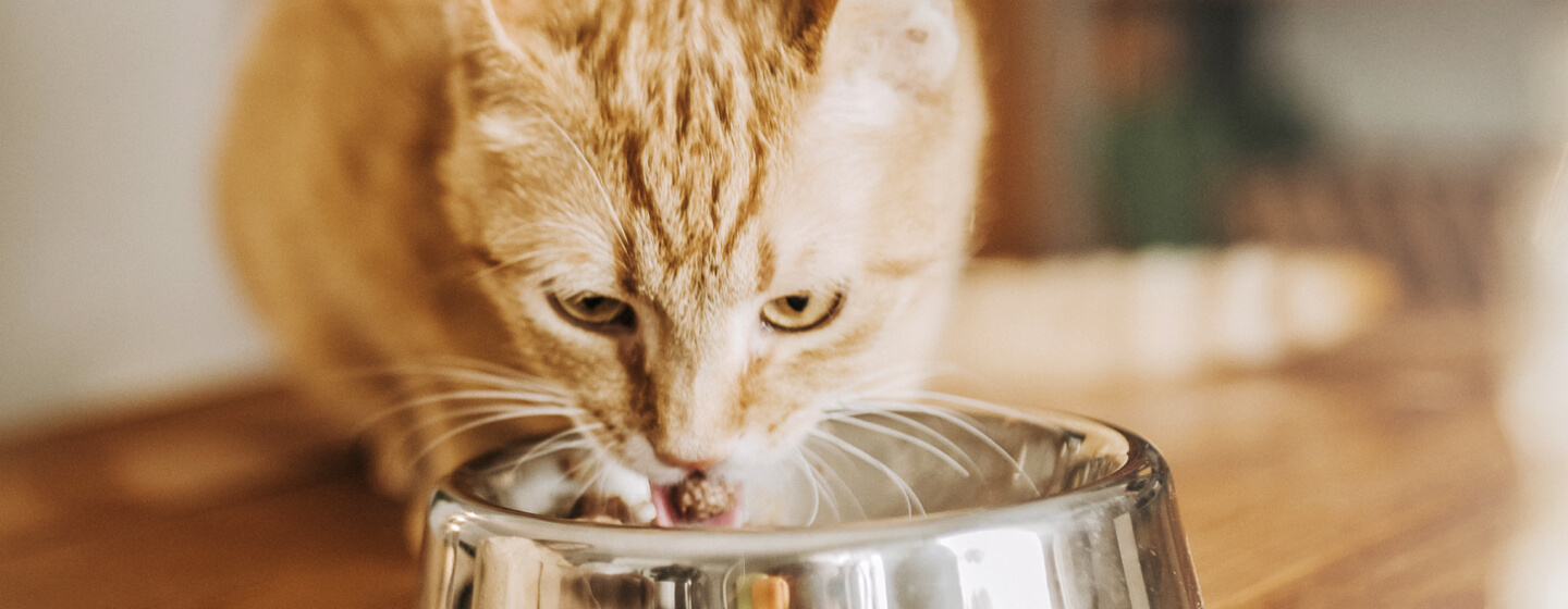 How many cans of wet food outlet should a kitten eat a day